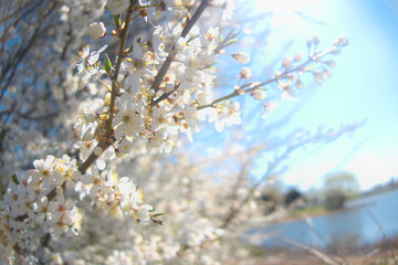 White flowers blooming brunch blossom on tree close up in sun light as floral botanical spring pattern backdrop blurred background wallpaper