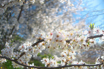 White flowers blooming brunch blossom on tree close up in sun light as floral botanical spring pattern backdrop blurred background wallpaper