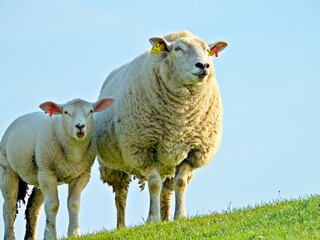 Obraz premium Mutterschaf mit Jungtier