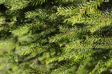 Spruce branch. Beautiful branch of spruce with needles. Christmas tree in nature. Green spruce. Spruce close up. 