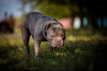 American bulldog in forest