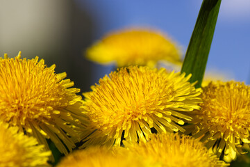 Dandelions in the grass. Yellow dandelion flower. Green grass and blue sky. Close-up. Spring Green. Spring mood.