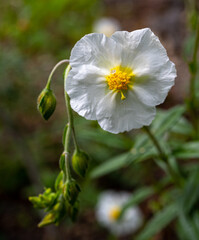 Obraz premium White Rock-rose (Helianthemum apenninum), Provence, Southern France, France, Europe