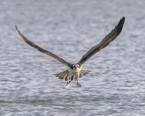 An Osprey with his morning catch.