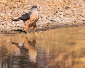A Cooper's Hawk's stands in the water.