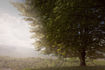 A large green tree in the background of a mountain landscape. Sunshine.