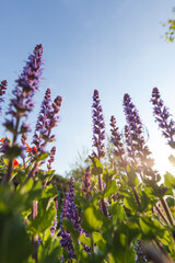 Hain Salbei in voller Blüte im Frühsommer