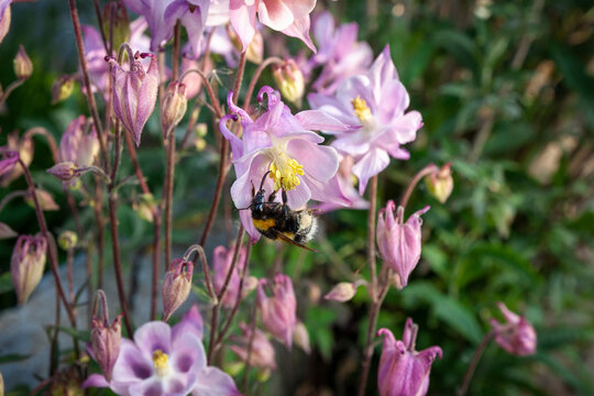 Eine Hummel an einer Bl&uuml;te der Akelei