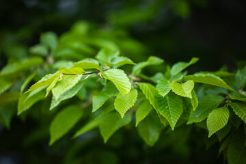 Fototapeta na wymiar Zweig mit Blättern im Frühling