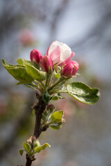 Flowering apple trees in spring, close-up of the plant. Apple blossom.