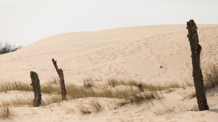 sand dunes and trees - obrazy, fototapety, plakaty