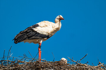 A stork stands into its nest in front of a blue, cloudless sky