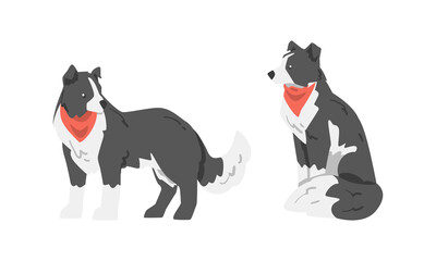 Border Collie as Herding Dog Breed with Thick Fur Wearing Red Neckcloth Sitting and Standing Vector Set - obrazy, fototapety, plakaty