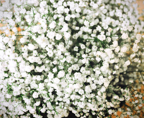 White gypsophila flowers.