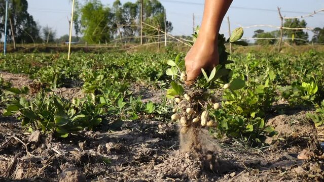 Close up farmer hand picking peanut in the plant
