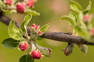 Flowering apple trees in spring, close-up of the plant. Apple blossom.