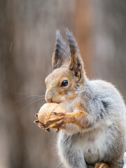 A squirrel with a nut sits on a stump in spring or summer.