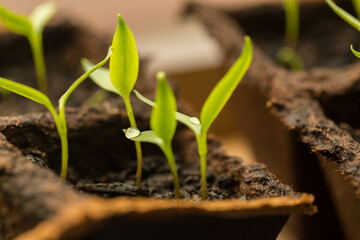 Little pepper sprouts from the ground in a seedling pot.