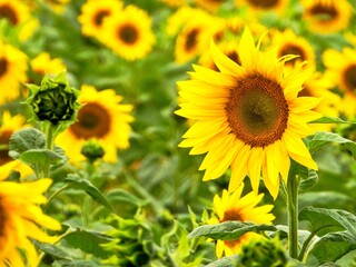 Fototapeta premium Sonnenblumenfeld