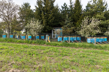 Hives in the garden on a sunny day, yellow-blue apiary.