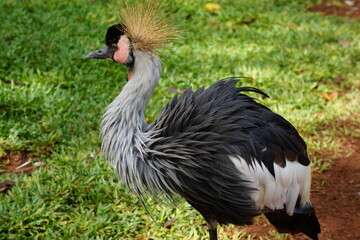 grey crowned crane balearica regulorum