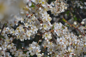 White flowers blooming brunch blossom on tree close up in sun light as floral botanical spring pattern backdrop blurred background wallpaper