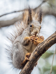 The squirrel with nut sits on a branches in the spring or summer.