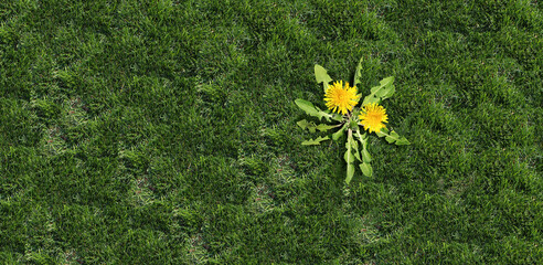 Yard weed problem as a dandelion flower and plant as a symbol of unwanted weeds on a green grass field as a symbol of herbicide use in the garden or gardening and landscaping concept. - obrazy, fototapety, plakaty