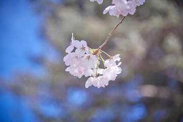 Cherry blossom