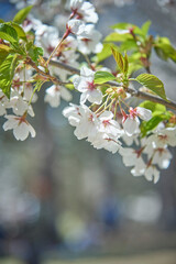 Cherry blossom