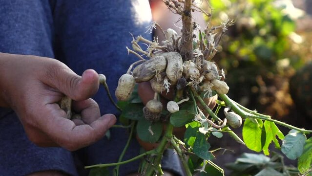 Close up farmer hand picking peanut in the plant