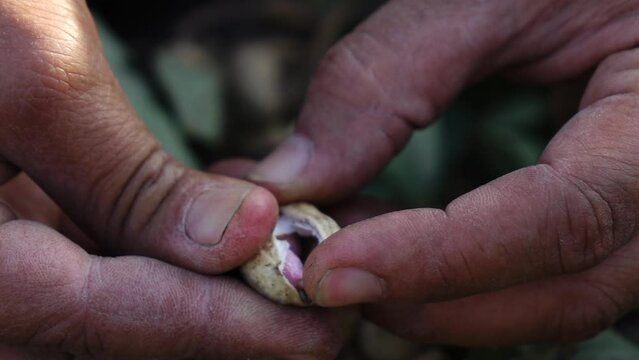 Close up farmer hand picking peanut in the plant