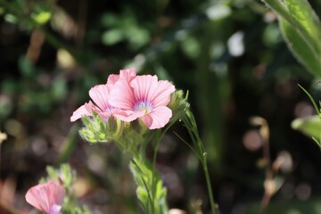 Hairy pink flax, Linum pubescens