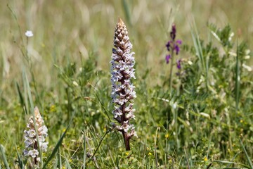 Fototapeta premium Bean broomrape, Orobanche crenata