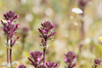 Red bartsia plants, Parentucellia latifolia