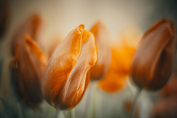 Flowers- soft focus effect. Depth of field