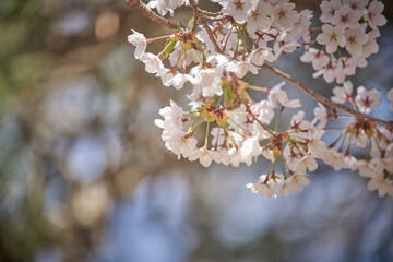 Cherry blossom