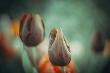 Flowers- soft focus effect. Depth of field