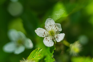 Flowers- soft focus effect. Depth of field