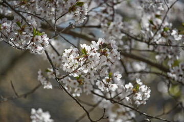 Cherry blossom