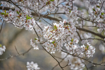 Cherry blossom
