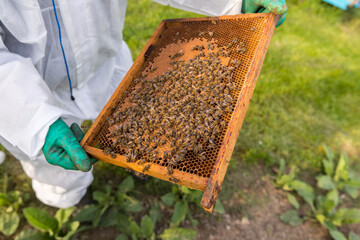 Beekeeping, brood frame during breeder's inspection.