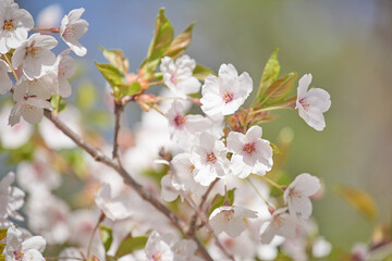 Obraz na płótnie Canvas Cherry blossom