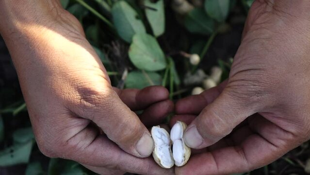 Close up farmer hand picking peanut in the plant