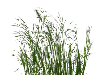 Naklejka premium Green grass isolated on white texture with clipping path