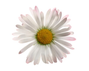 Daisy flower in spring isolated on white, clipping path