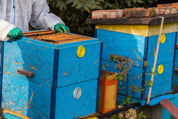 Breeding of bees, inspection of the bee colony, opening the hive.