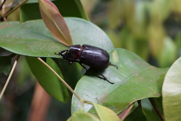 bug on a leaf