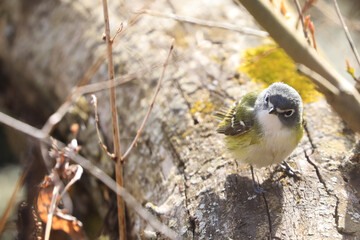 Blue-headed Vireo, Vireo solitarius, on top of log