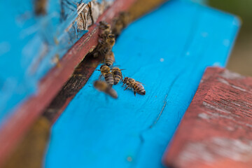 Bees returning to the hive with collected nectar and flower pollen.